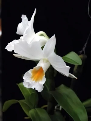 Bild von Dendrobium formosum 3